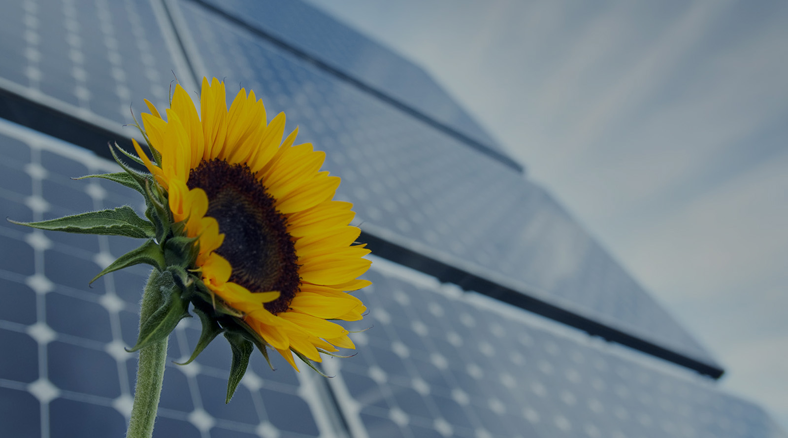slider-sunflower-solar-panels-small
